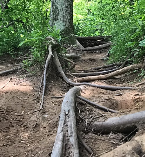 Great Falls VA Trail Detail